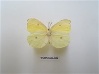 藏品(圓翅鉤粉蝶)的圖片